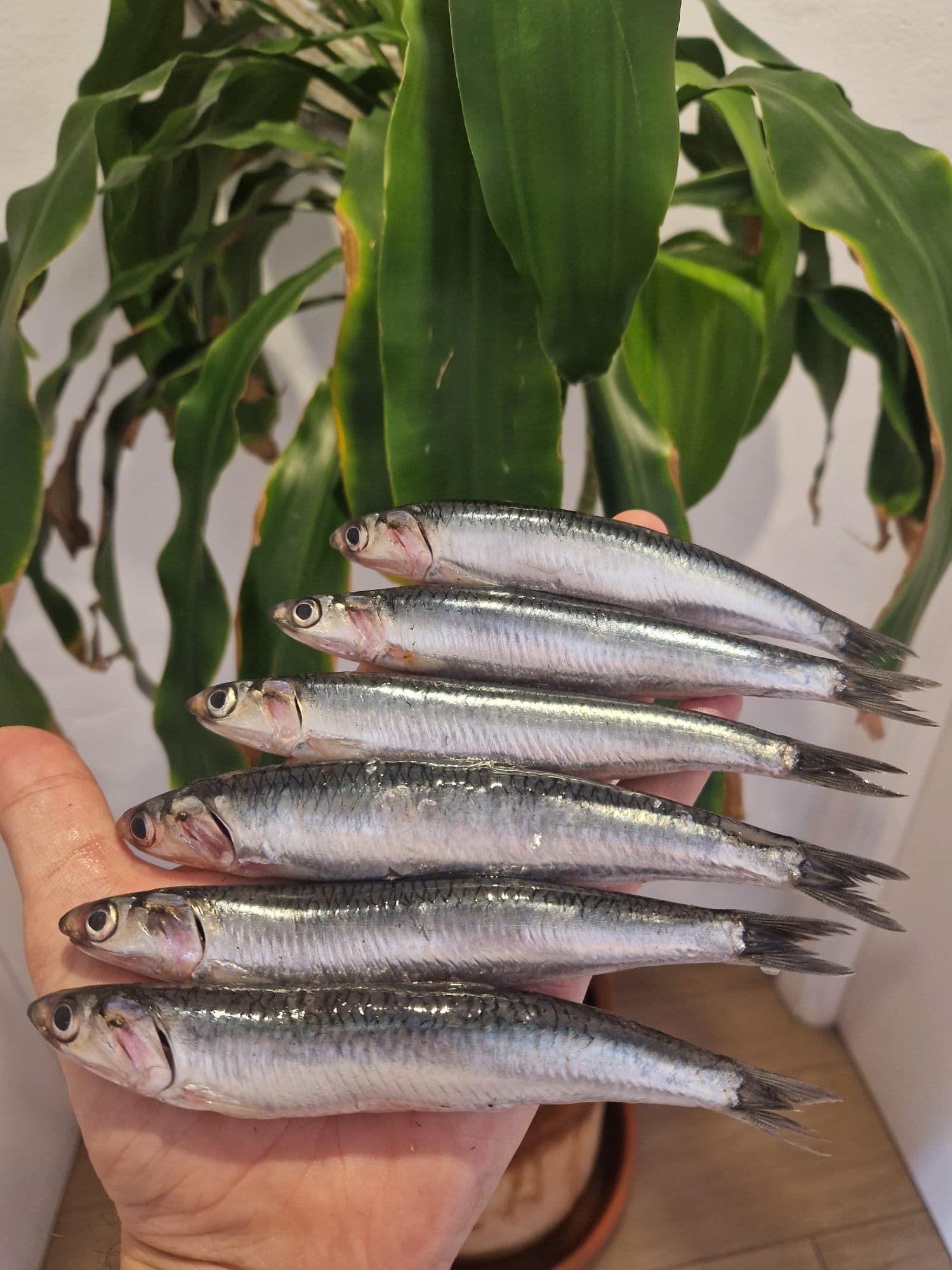 Boquerones